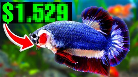rare betta fish for sale|Most Expensive Betta Fish: 10 of the Greatest Bettas (2024).